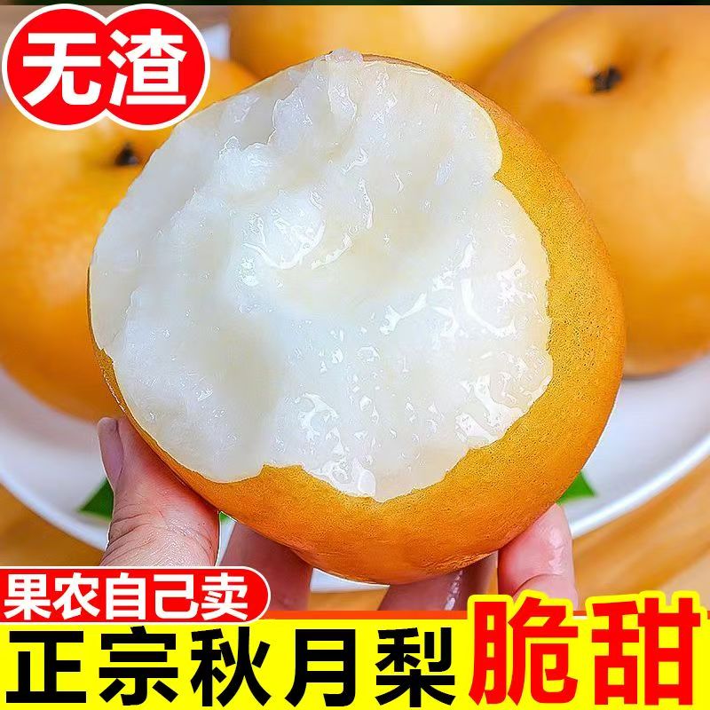 新鲜秋月梨现摘现发礼盒梨脆甜