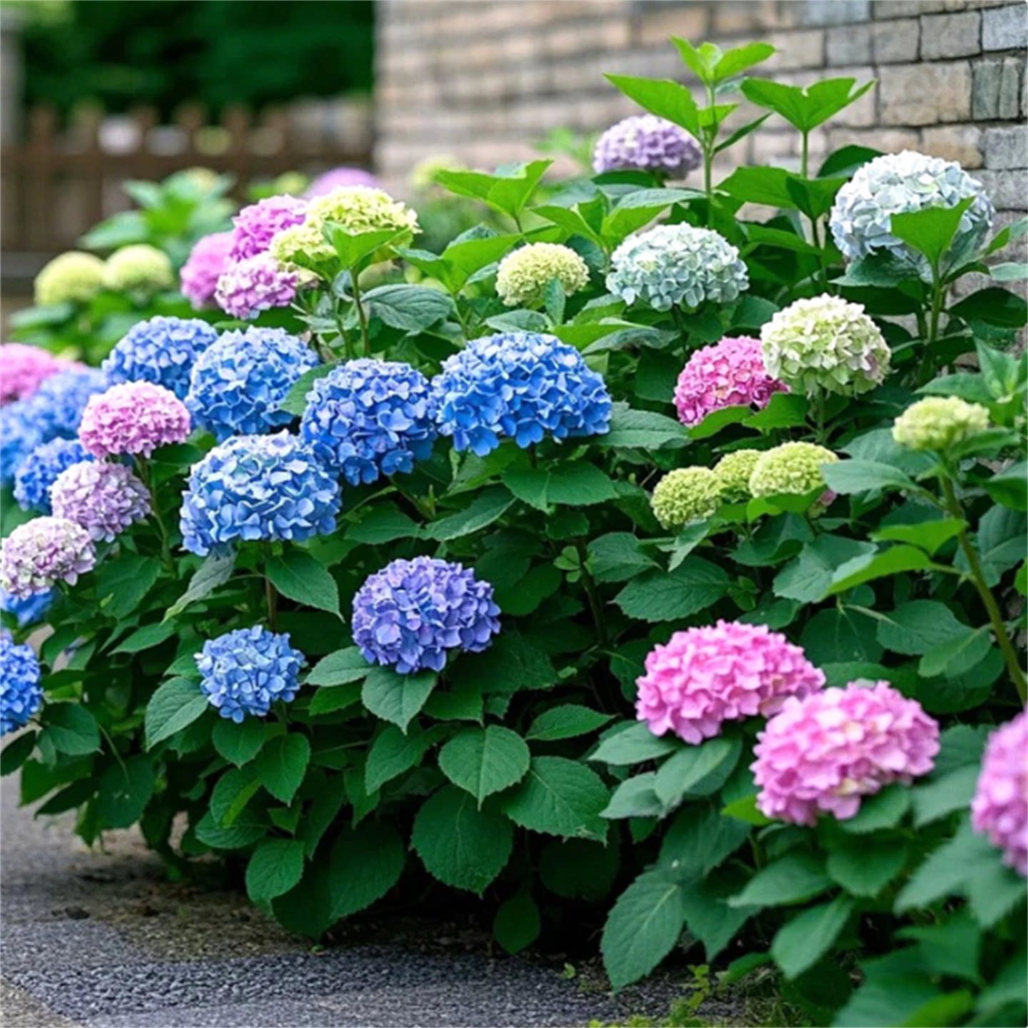 绣球花苗盆栽无尽夏八仙花