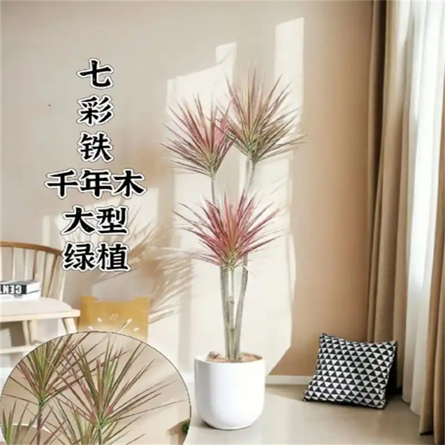 七彩铁千年木大型绿植室内客厅办公室五彩龙血树盆栽好养美观绿色,鲜花速递/花卉仿真/绿植园艺,绿植,淘宝优惠券,粉丝福利购,淘宝优惠卷