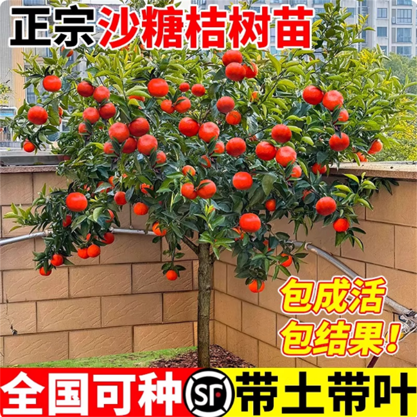 沙糖桔树苗嫁接果树苗盆栽地栽南北方种植当年结果包成活