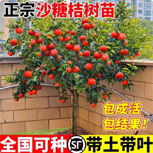 沙糖桔树苗嫁接果树苗盆栽地栽南北方种植当年结果包成活