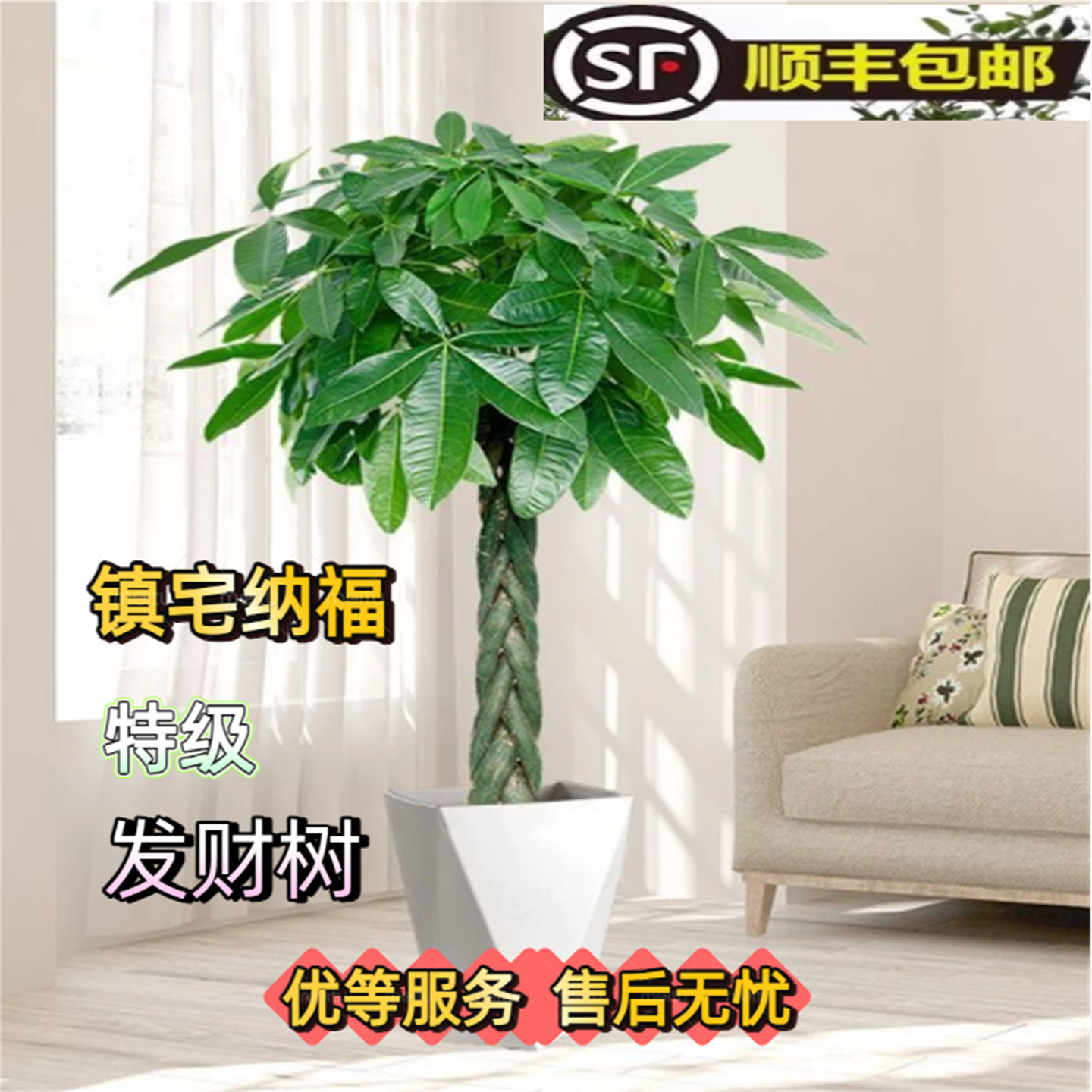 发财树大型盆栽好养净化空气