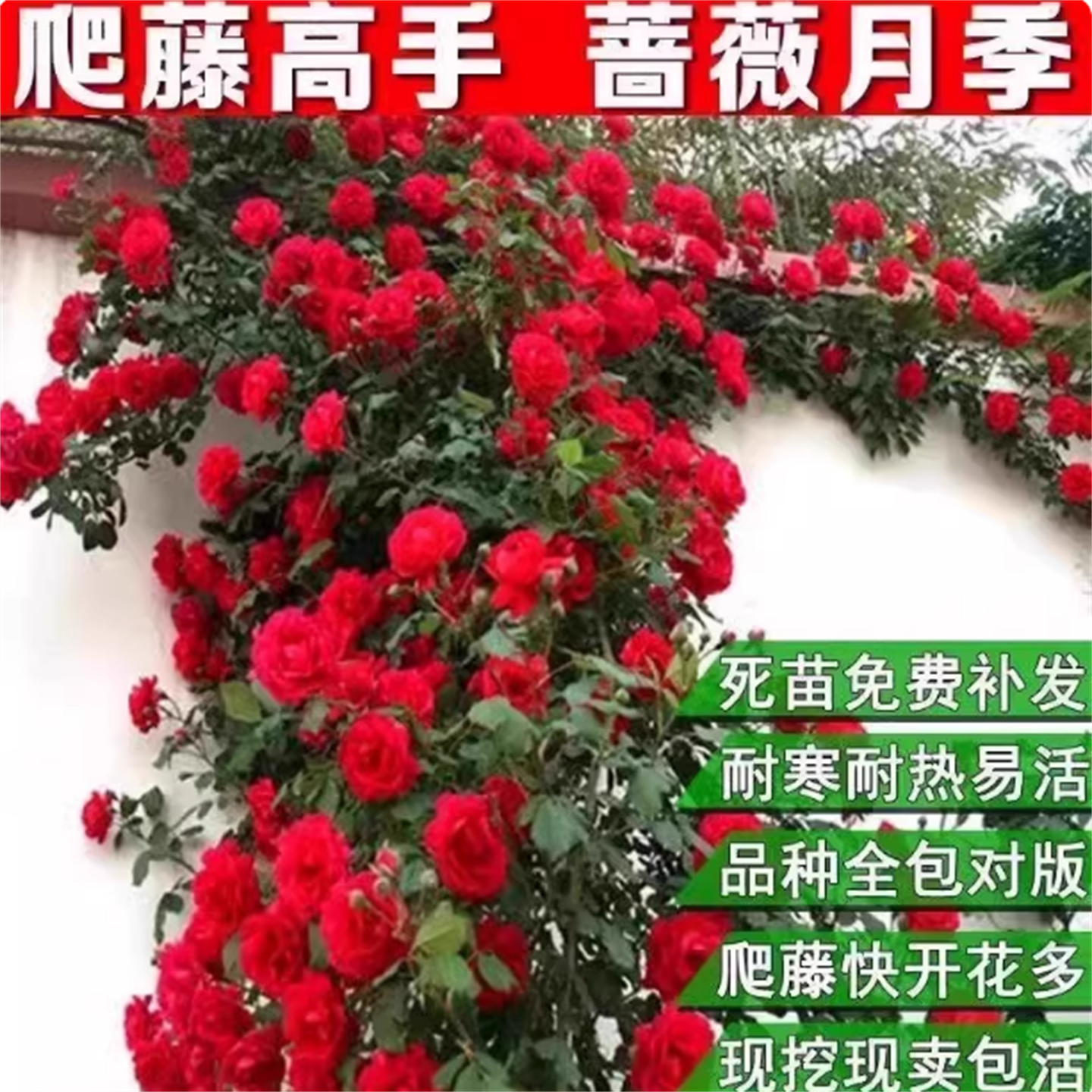 藤本月季花苗大花浓香庭院植物花卉盆栽玫瑰爬藤蔷薇阳台开花不断