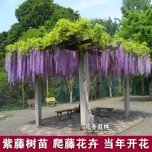 多花紫藤树苗盆栽爬藤攀援花卉