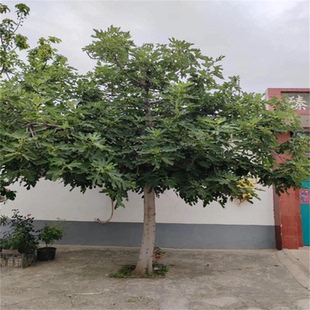 无花果树苗盆栽地栽高杆青皮红心紫果果树苗南方北方种植当年结果