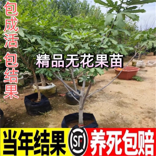 精品无花果树苗嫁接苗南北方种植盆栽地栽当年结果高产庭院果树苗