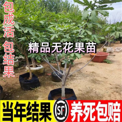 精品无花果树苗嫁接苗南北方种植