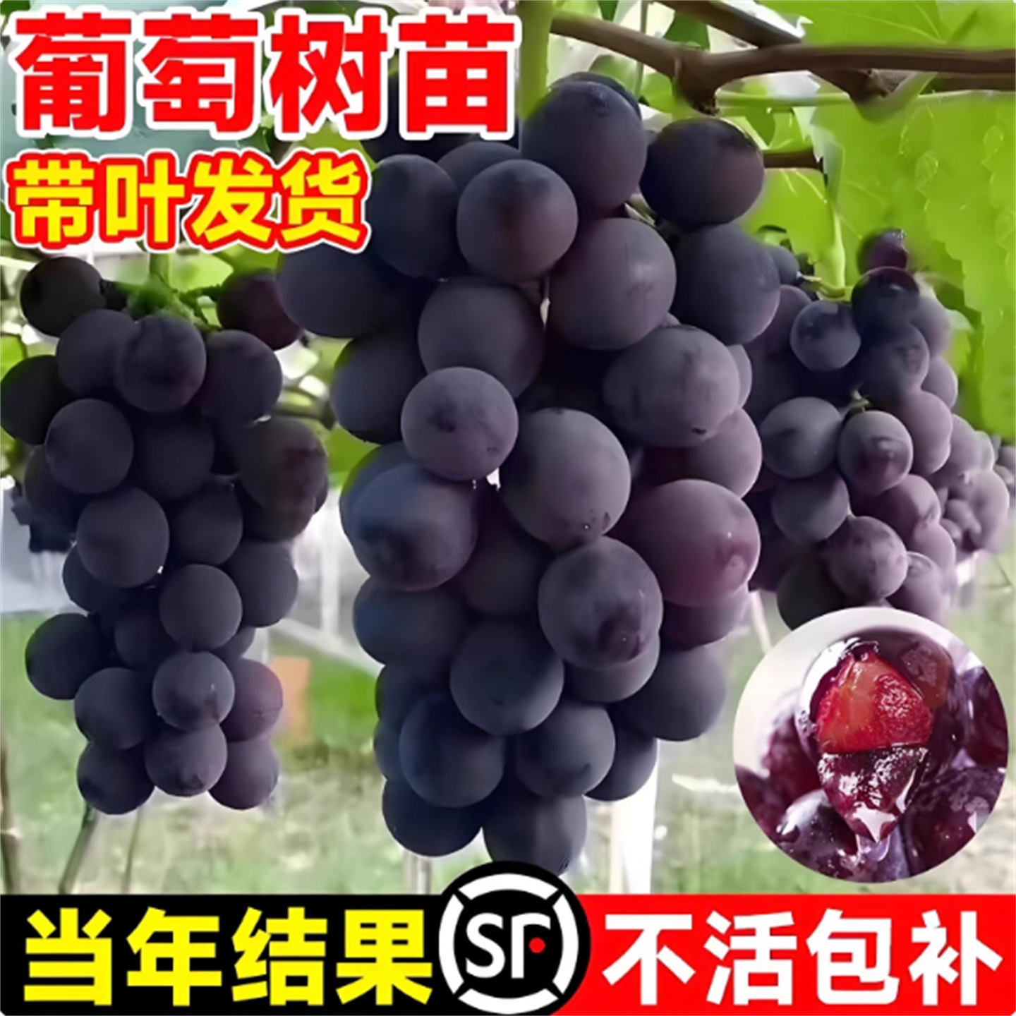 阳光玫瑰葡萄苗当年结果庭院种植