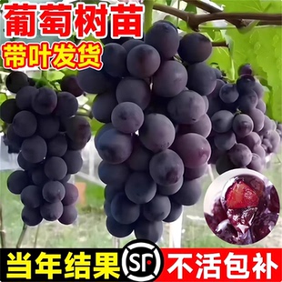 葡萄树苗当年结果阳光玫瑰葡萄苗南北方庭院种植盆栽地栽高产耐寒