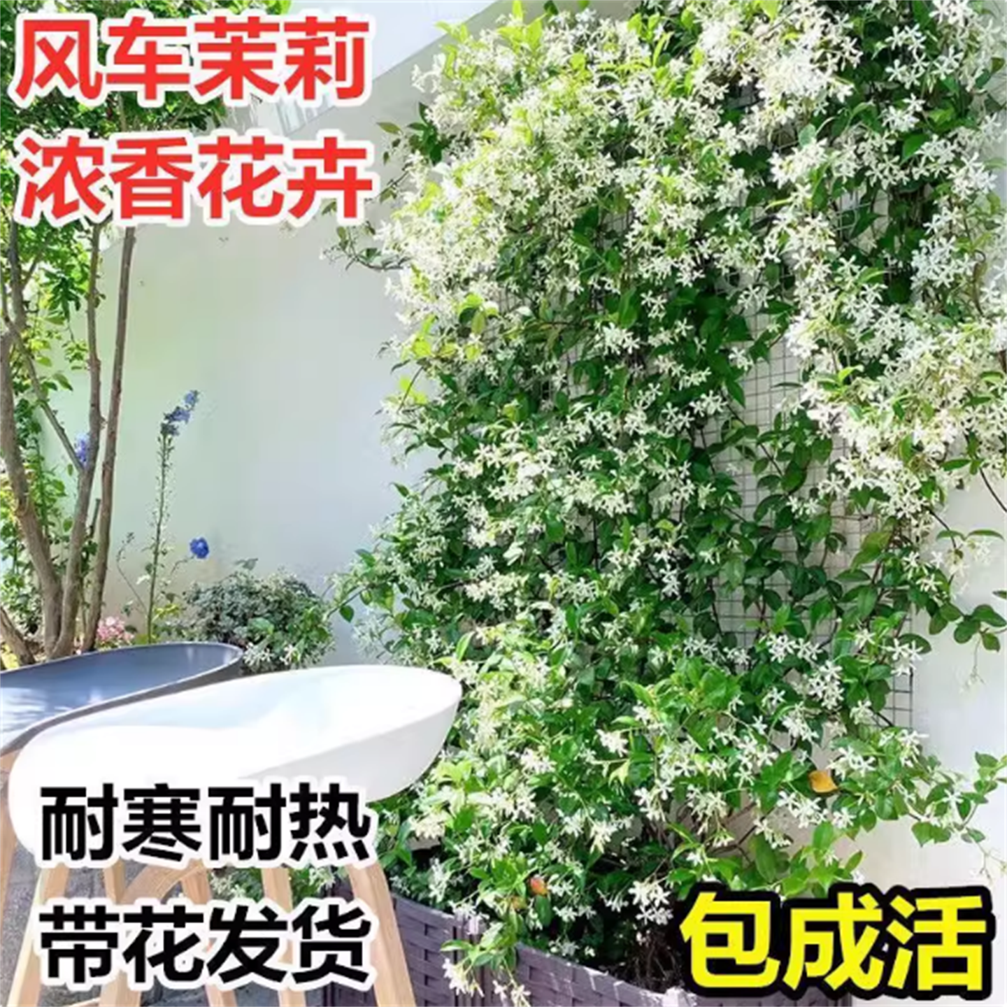 络石藤风车茉莉大苗银丝茉莉花爬藤植物四季常青攀援花卉庭院阳台,鲜花速递/花卉仿真/绿植园艺,时令草本花卉,淘宝优惠券,粉丝福利购,淘宝优惠卷