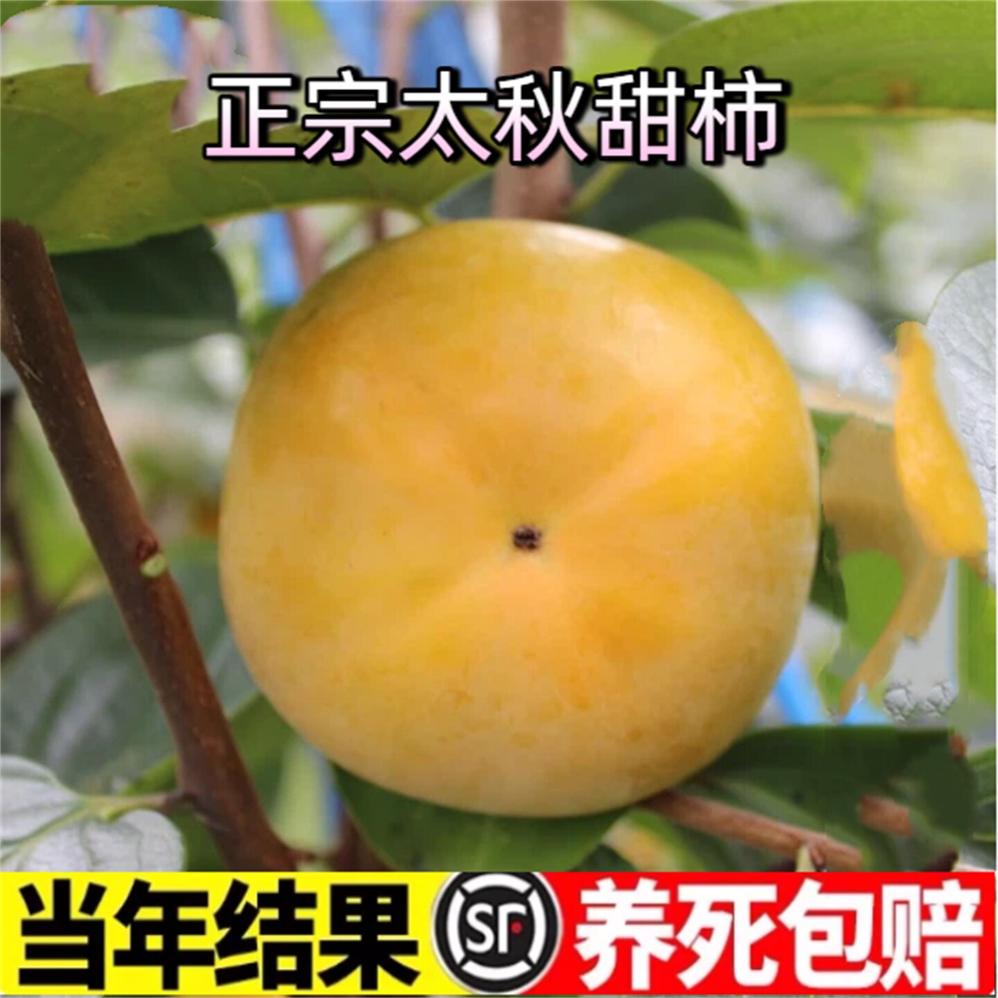 特大果耐寒正宗太秋甜柿子树苗图片