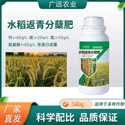 水稻返青分蘖肥鱼蛋白适量返青快分蘖好强壮杆柯杈多抗倒伏成穗多
