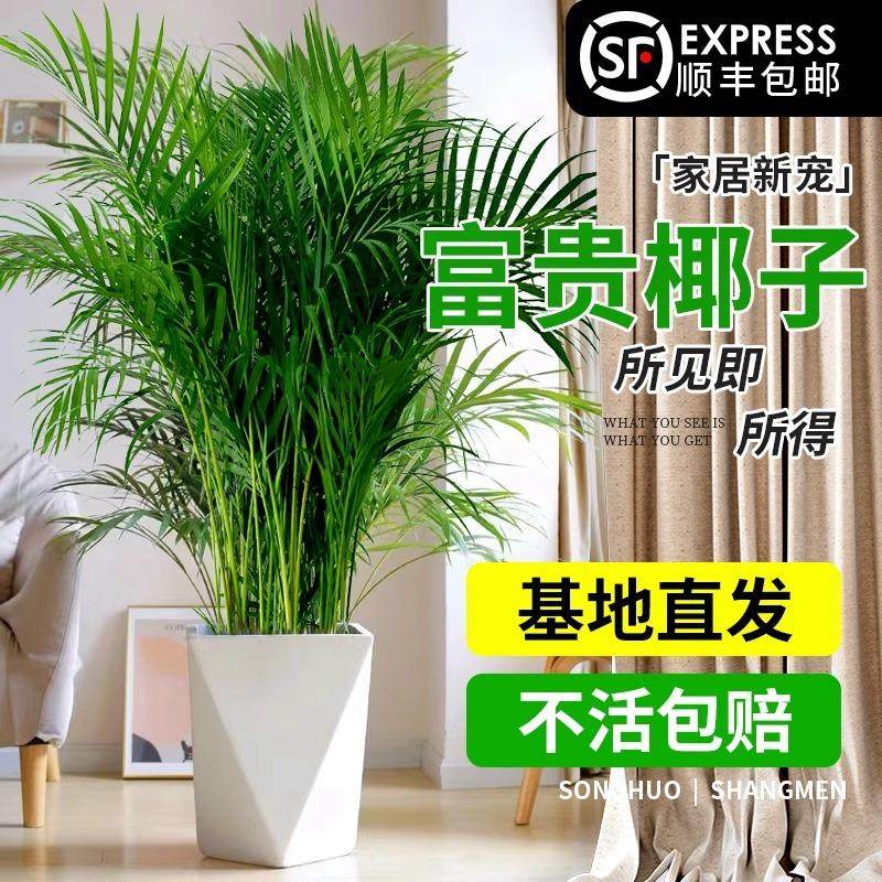 富贵椰子盆栽大型绿植散尾葵植物客厅办公室四季常青大号客厅盆景