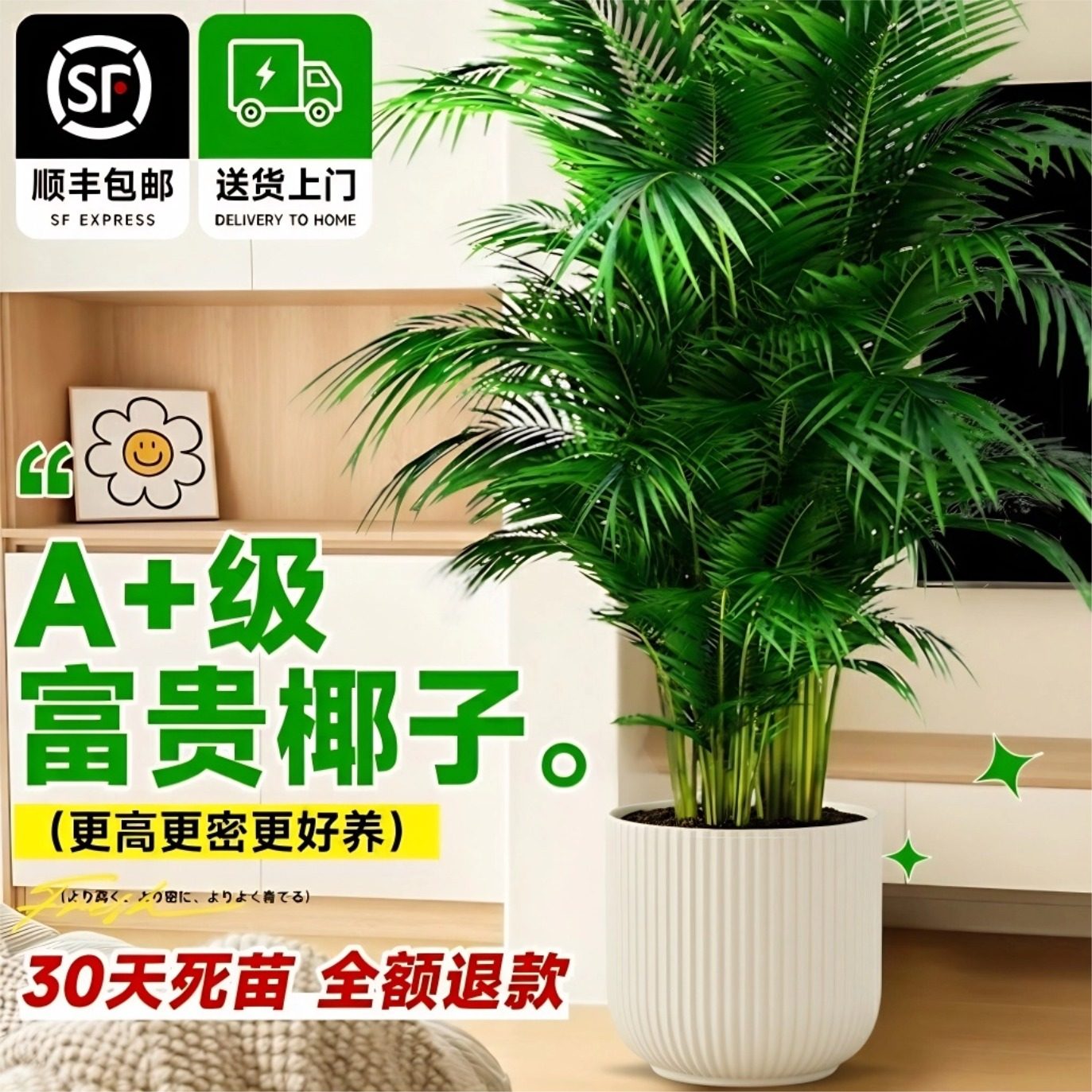 富贵椰子散尾葵大型绿植盆栽室内客厅办公好养落地真植物四季常青,鲜花速递/花卉仿真/绿植园艺,绿植,淘宝优惠券,粉丝福利购,淘宝优惠卷