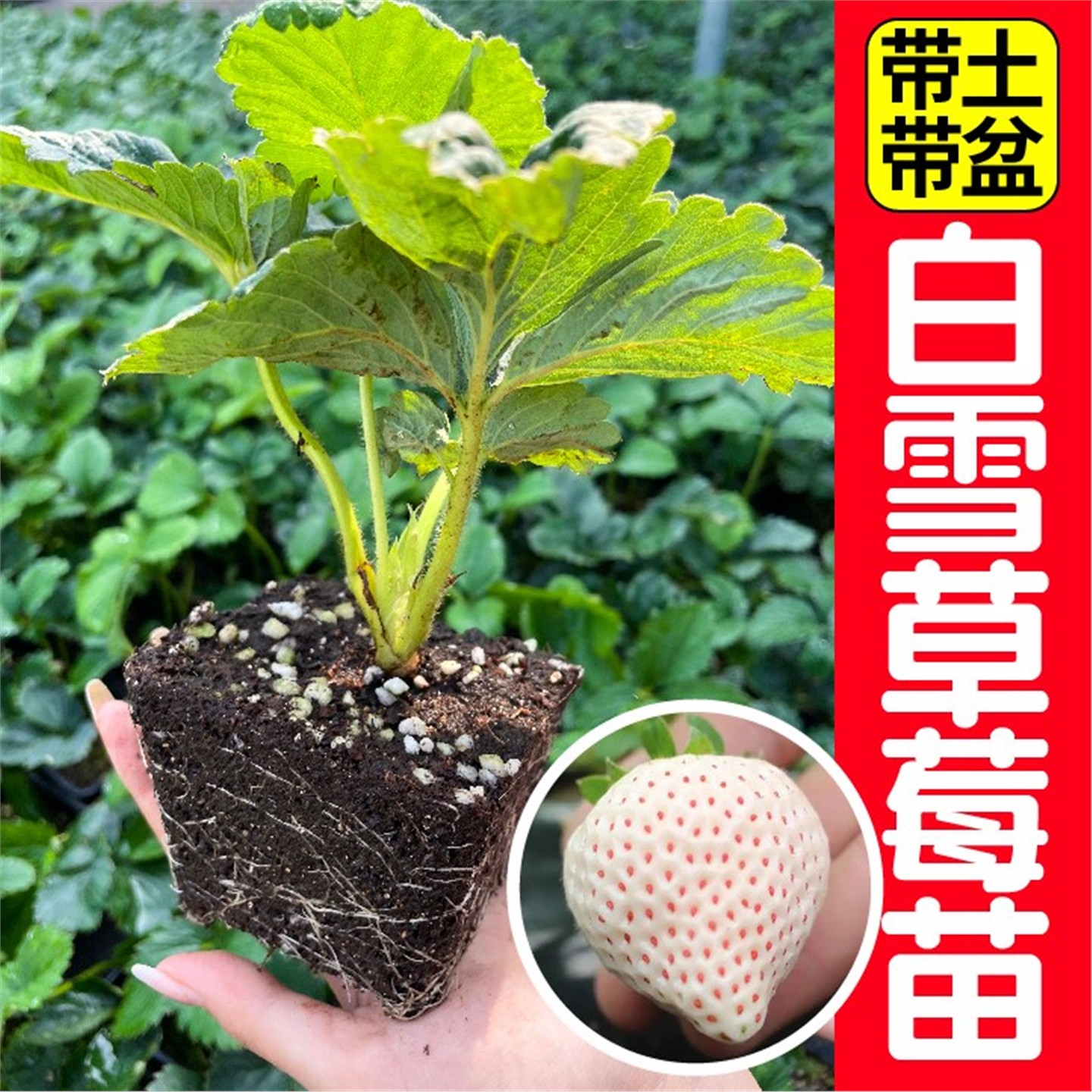 奶油白雪公主草莓苗秧带原