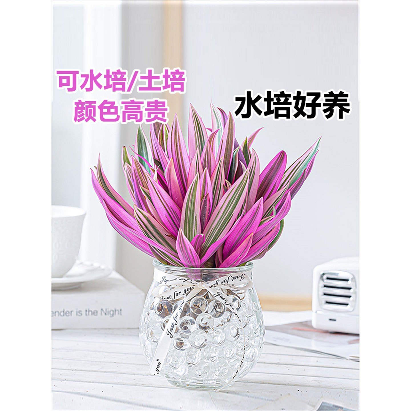 紫露兰水培绿植物吊小盆栽