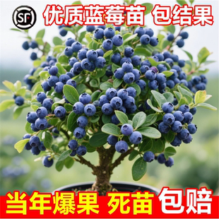 L25蓝莓树果苗盆栽F6南方北方种植特大号果树苗四季 结果蓝莓苗