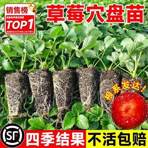 草莓苗秧四季结果盆栽种子