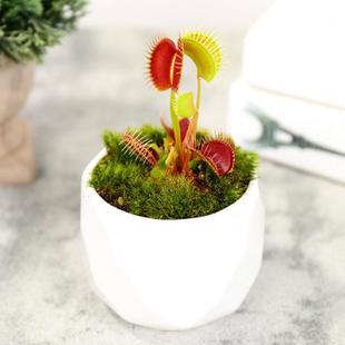 食人花捕蝇草盆栽猪笼草茅膏菜瓶子草食虫植物