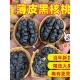特产薄皮黑核桃新疆黑皮核桃薄壳纸皮新鲜原味坚果零食清仓核桃