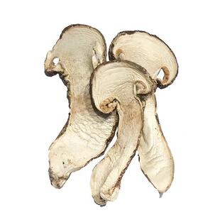 雅江松茸真正野生特级松茸不开伞松茸菌菇新鲜野生松茸干货50g