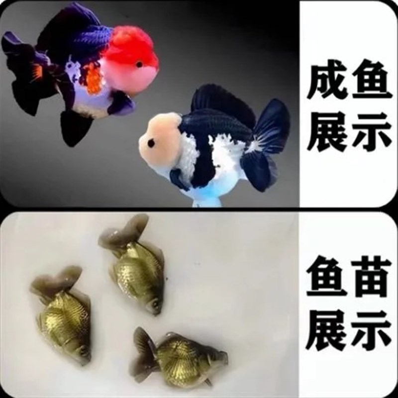 精品玛丽金鱼泰狮金鱼熊猫w三色玛丽狮头金鱼观赏鱼冷水鱼好养