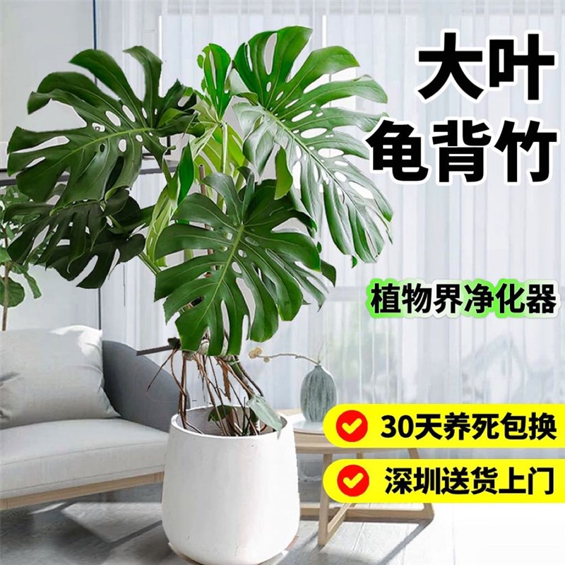 龟背竹老桩提根大盆栽大叶造型客厅北欧风植物除甲醛室内大型绿植图片