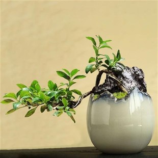 创意多肉花盆陶瓷粗陶透气缺口个性 老桩绿植绿萝吊兰铁树盆景盆栽