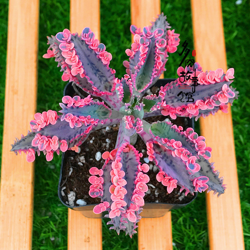 多肉植物【不死鸟锦】带小花瓣夏季主打H/不死鸟多肉专卖/落地生