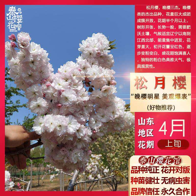 【泰山樱花馆】松月樱树苗纯正樱花品种粉色晚樱乔木盆栽庭院别墅