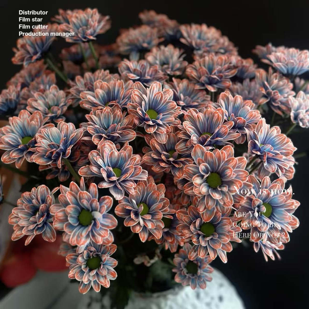 【鲑鱼油画紫小菊】会变色花期长，好养吸色办公室瓶插，圆通冷链