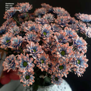 【鲑鱼油画紫小菊】会变色花期长,好养吸色办公室瓶插,中通冷链