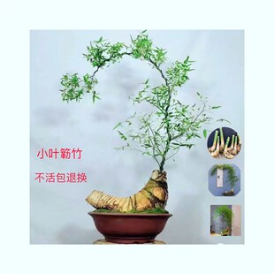 小叶簕竹根苗簕竹桩桌面绿植竹子盆栽室内花园庭院办公室簕竹盆景