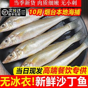 新鲜沙丁鱼鲜活冷冻沙尖鱼生鲜沙钻鱼无冰衣海鲜水产酒店批发商用