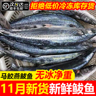 鲅鱼新鲜冷冻整箱10斤山东特大马鲛鱼燕鲅鱼烟台整条段海鱼马友