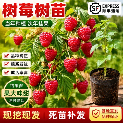 当年结果覆盆子树莓苗南北方可种