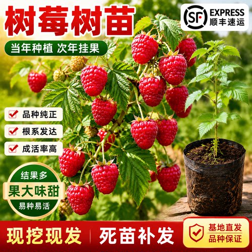 当年结果覆盆子树莓苗南北方可种