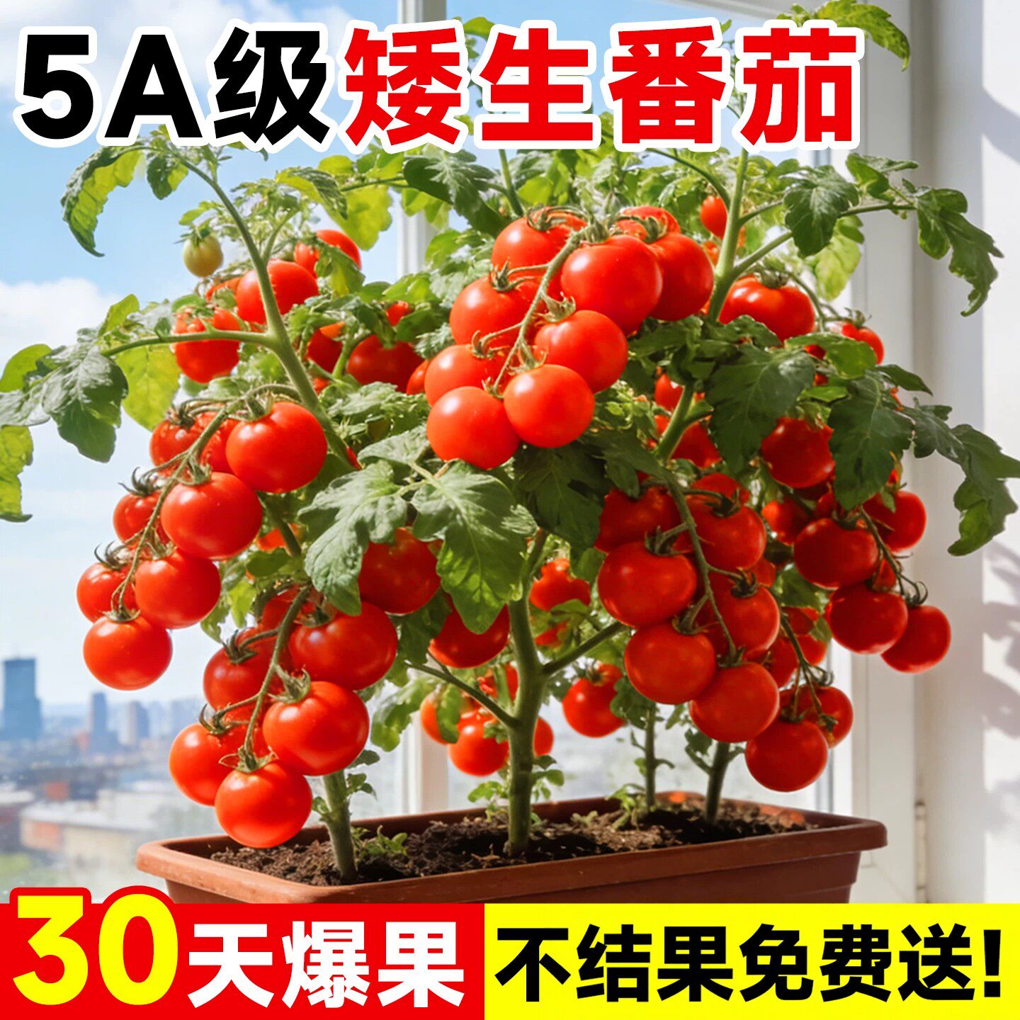 矮生番茄苗秧香芒皇后番茄苗黑珍珠超甜小西红柿圣女果苗带土盆栽