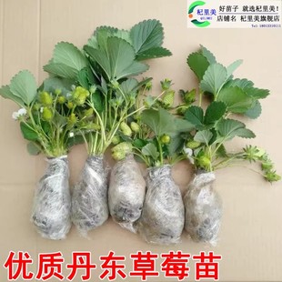 草莓苗带花带果盆栽带土丹东奶油甜宝章姬久香草莓秧苗四季种子籽