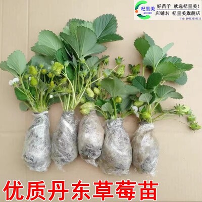 草莓苗带花果盆栽土丹东奶