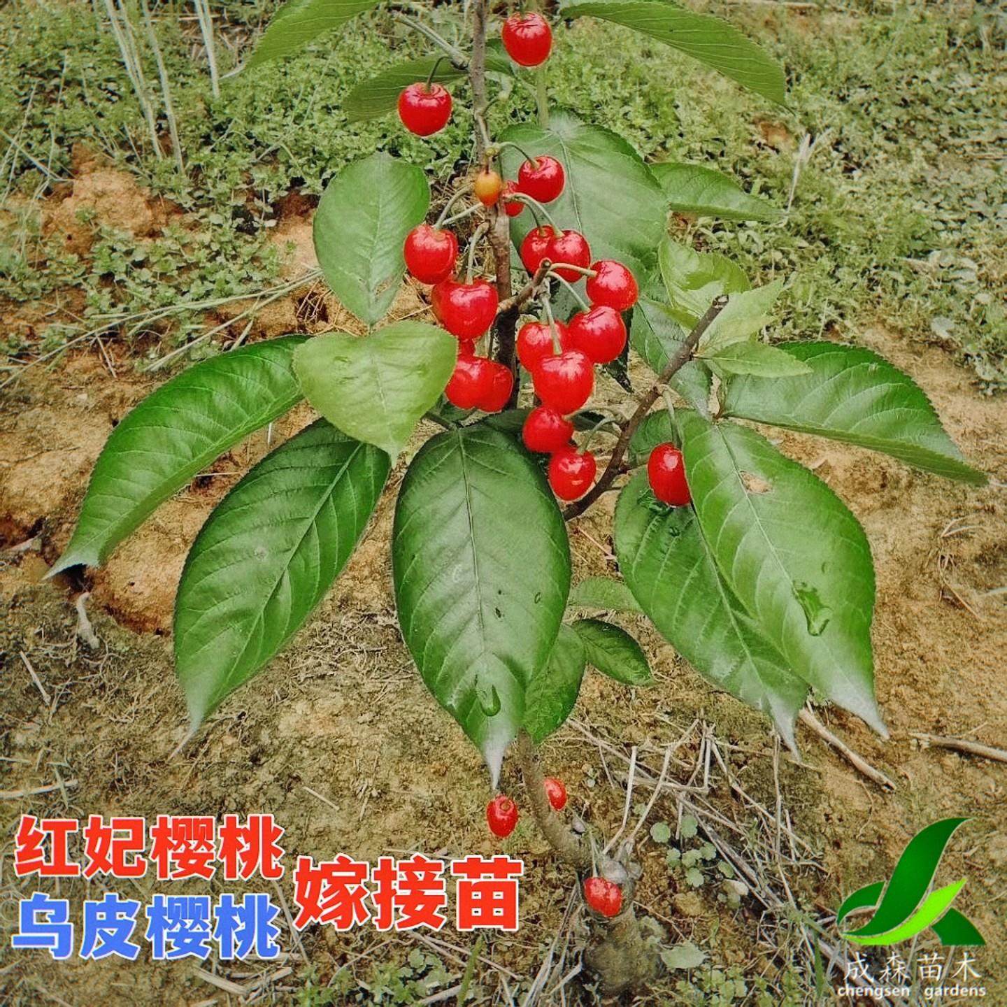 樱桃树树苗嫁接苗南方红妃盆栽果树果苗苗木四川樱桃苗黑珍珠乌皮