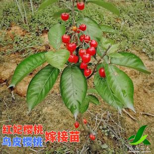 樱桃树树苗嫁接苗南方红妃盆栽果树果苗苗木四川樱桃苗黑珍珠乌皮