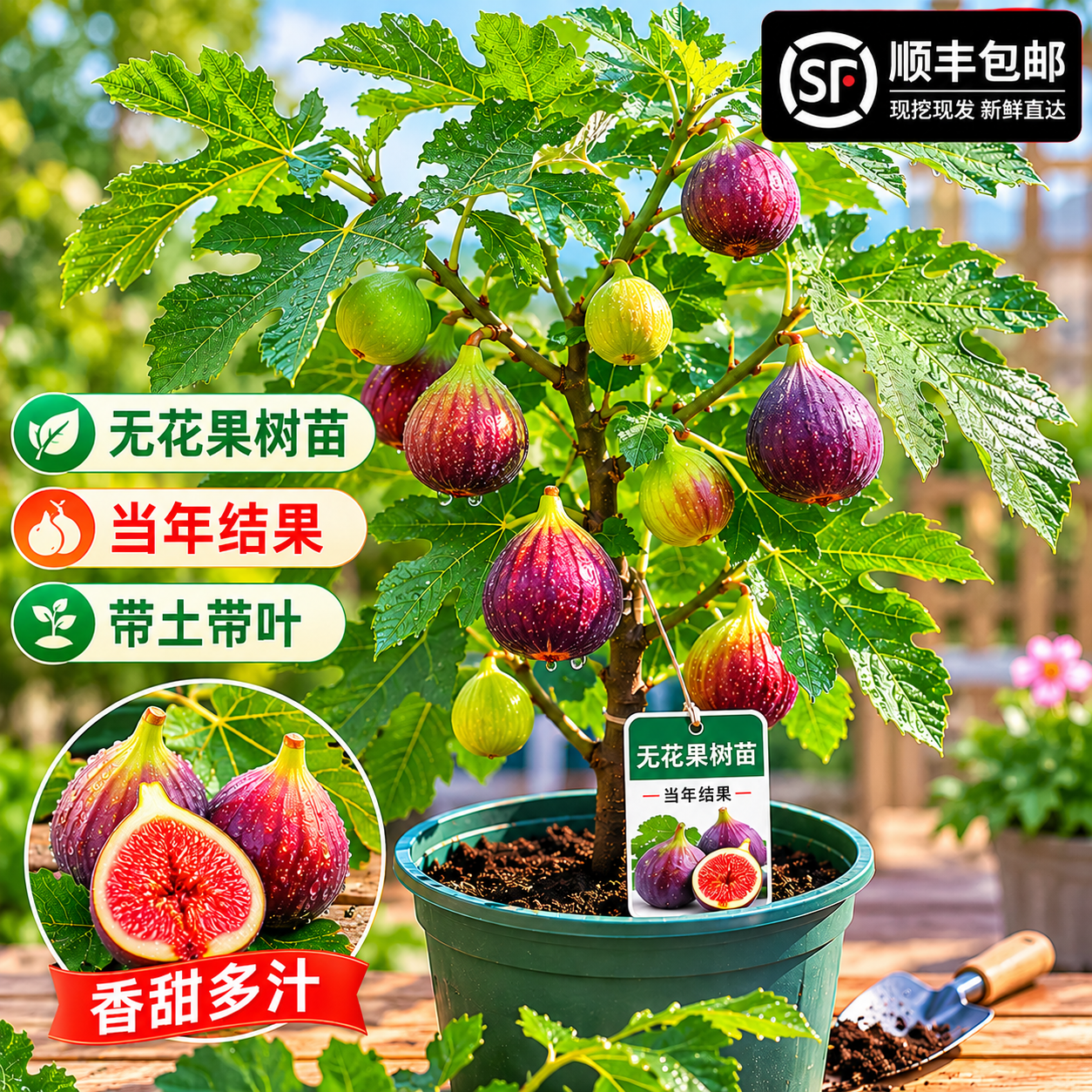 无花果树苗盆栽现挖现发带土带叶阳台庭院南北方种植当年结果