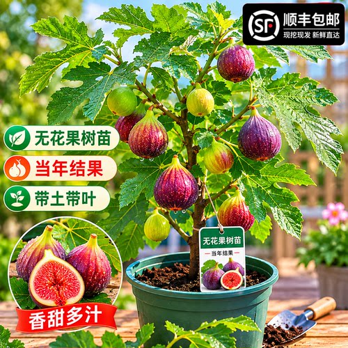 无花果树南北方种植当年结果