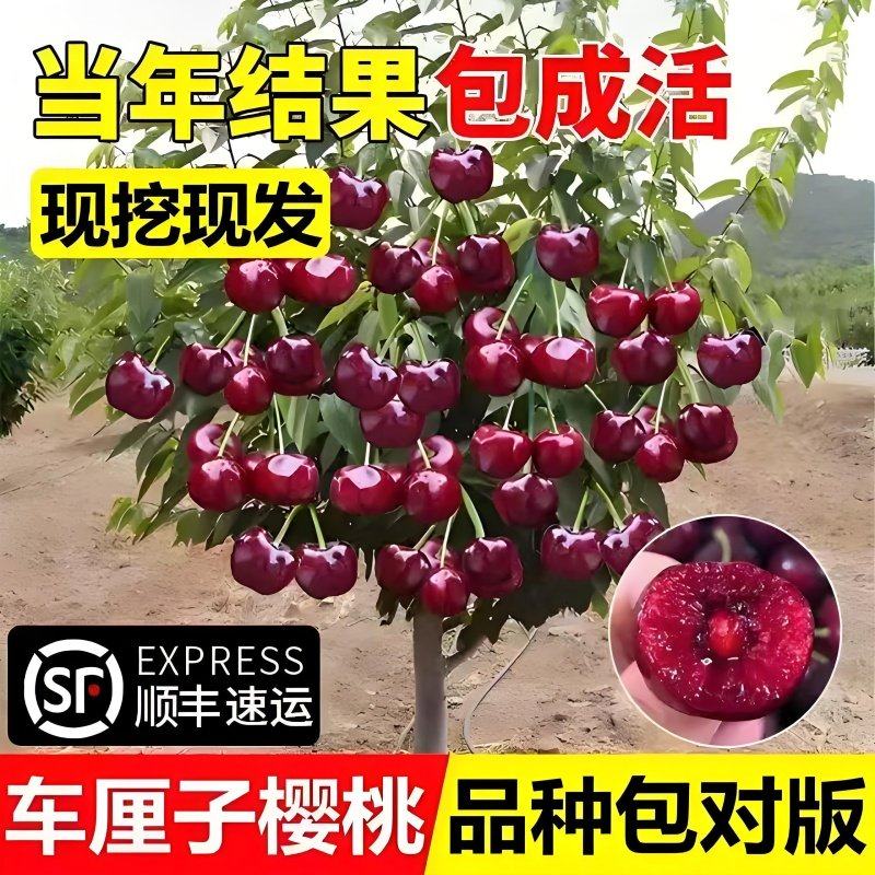 车厘子树苗樱桃树苗南方北方种植正宗盆栽地栽矮化樱桃树果树果苗