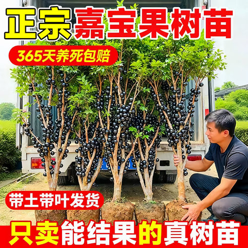 24h顺丰送货上门-树葡萄嘉宝果苗