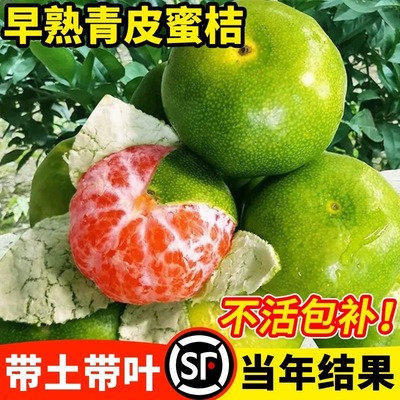 早熟青皮蜜桔苗橘子树果南