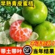 早熟青皮蜜桔苗橘子树苗树果苗南方种植盆栽庭院水果桔子树苗无籽