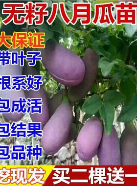 无籽八月瓜树苗炸果盆栽庭