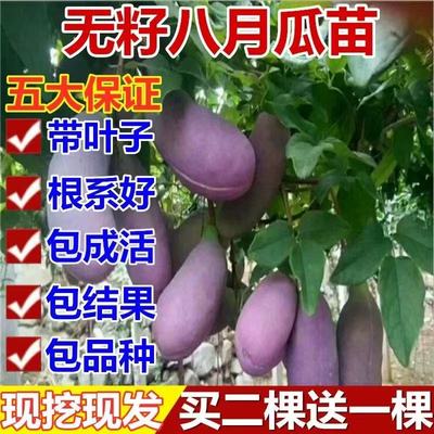 无籽八月瓜树苗炸果盆栽庭